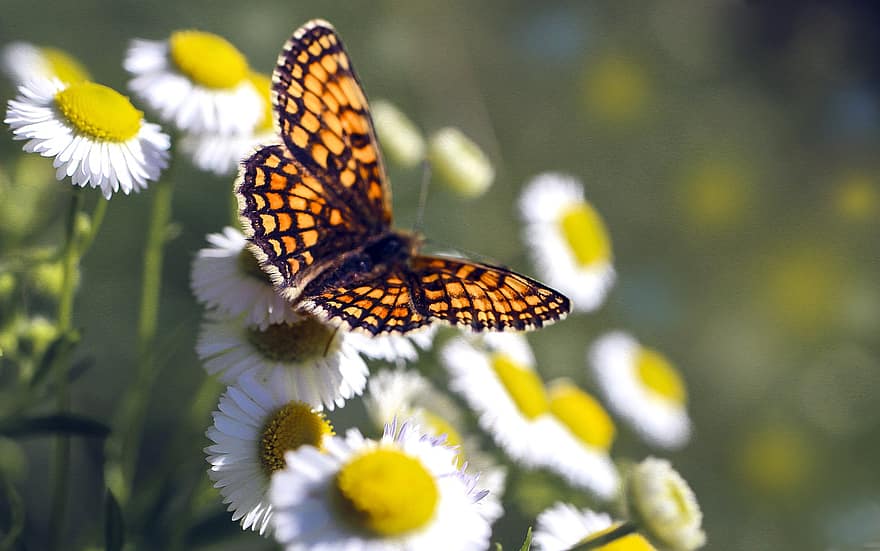 나비, 곤충, 자연, 여름, 날개, 목초지, 매크로, 색깔, 그림 물감, 배경, 꽃들
