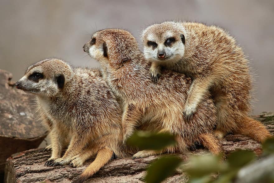 Meerkats, Furry, Mammal, Family, Zoo, Safari, Nature
