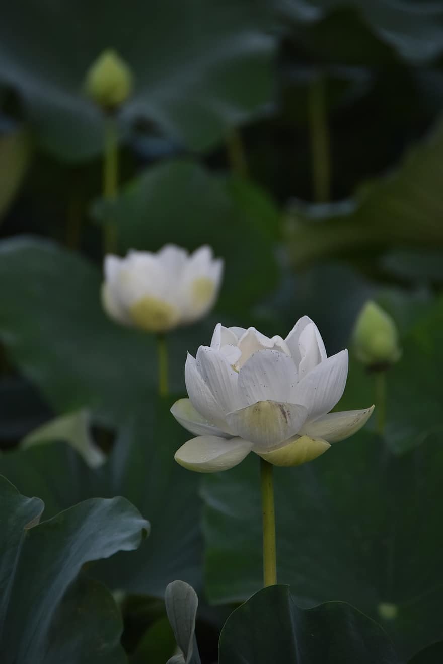 lotus, blomst, vandplante, nelumbo nucifera, indisk lotus, hellig lotus, bønne i Indien, Egyptisk bønne, åkande, blomstre, flor