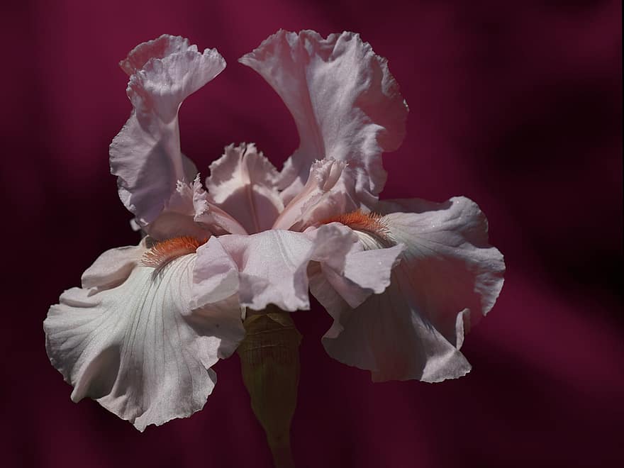 iris, skäggig iris, blomma
