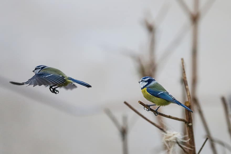 mésange bleue, des oiseaux, animaux, mésange, faune, plumage, vol, branche, perché, la nature, l'observation des oiseaux