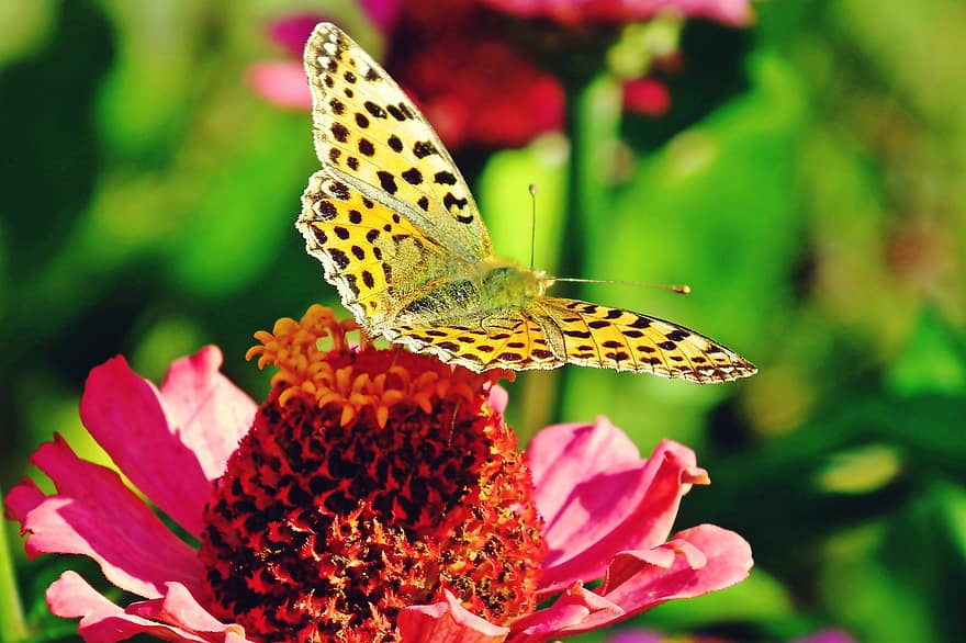 пеперуда, насекомо, цвете, fritillary, циния, крила, растение, градина, природа