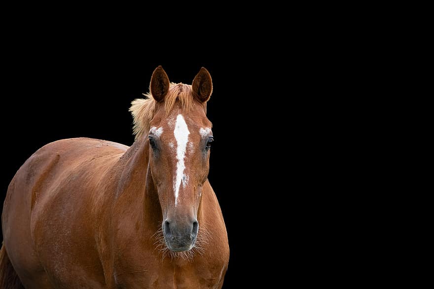 Horse, Animal, Portrait, Equines, Mount, Draft Animal, Mammal, Farm Animal, Background, stallion, farm
