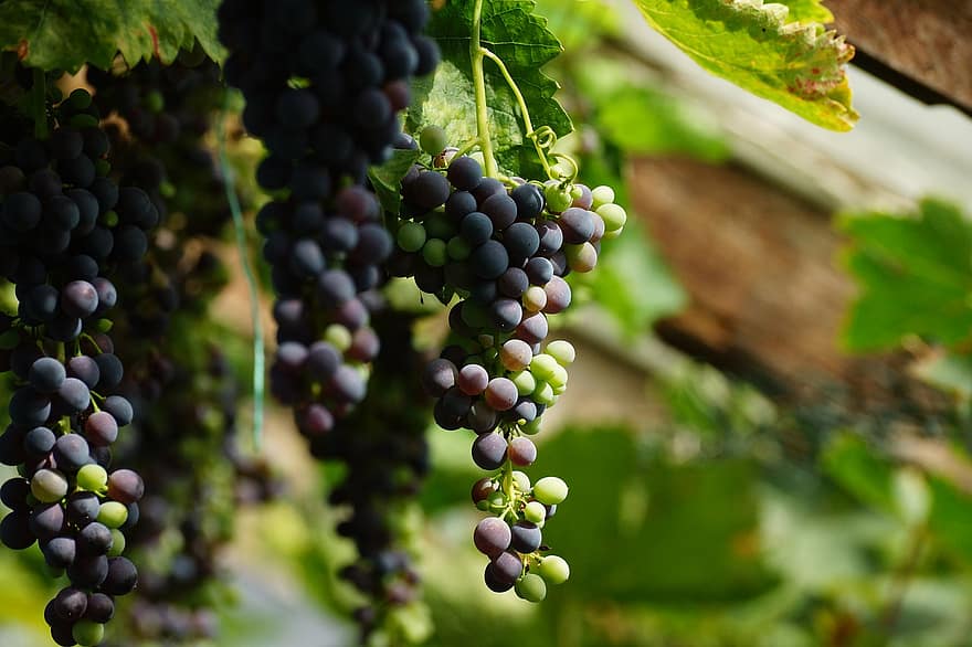 druiven, wijnstok, wijnbouw, biologisch