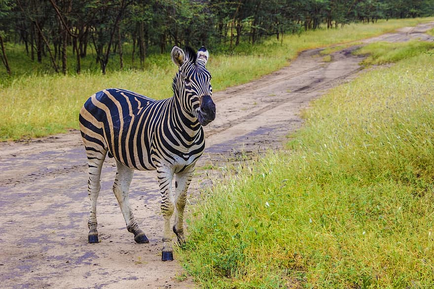 zebra, mamalia, hewan, fauna, safari, Afrika, biadab, binatang di alam liar, rumput, hewan safari, bergaris