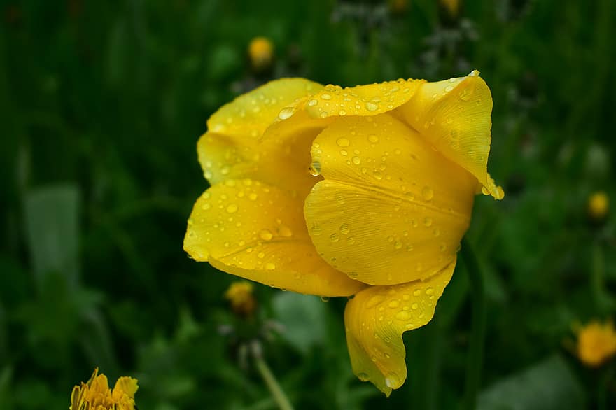 тюльпан, лепестки, цветок, дождь, завод, летом, крупный план, желтый, зеленого цвета, лист, свежесть