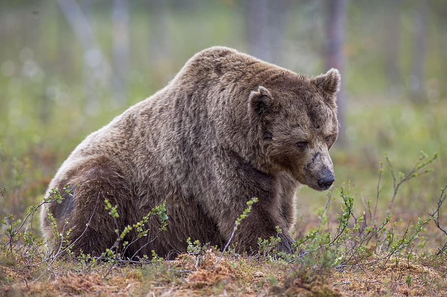 medvěd, Medvěd hnědý, ursus arctos, mužský, starý, unavený, savec, zvíře, zvířata ve volné přírodě, tráva, jednoho zvířete