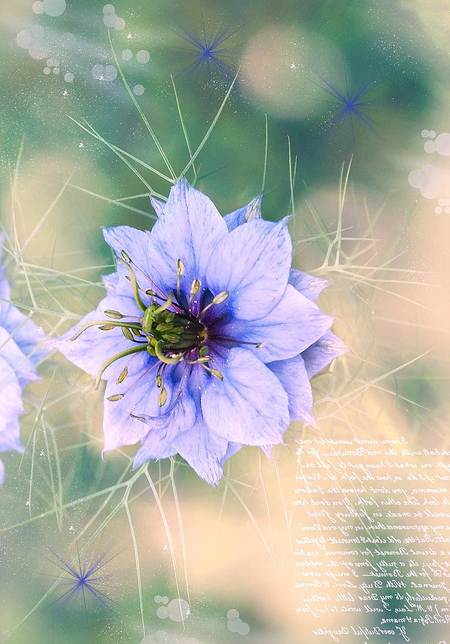 незаймана в зеленому, Вид маслюка, квітка, цвітіння, блакитний