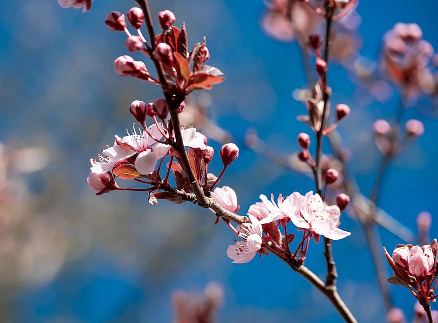 벚꽃, 꽃들, 봄, 핑크 꽃, 사쿠라, 꽃, 분기, 나무, 자연