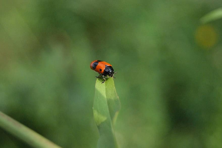 Formigues-escarabats cecs, insecte, planta, flor, prat, primer pla, conservació de la natura
