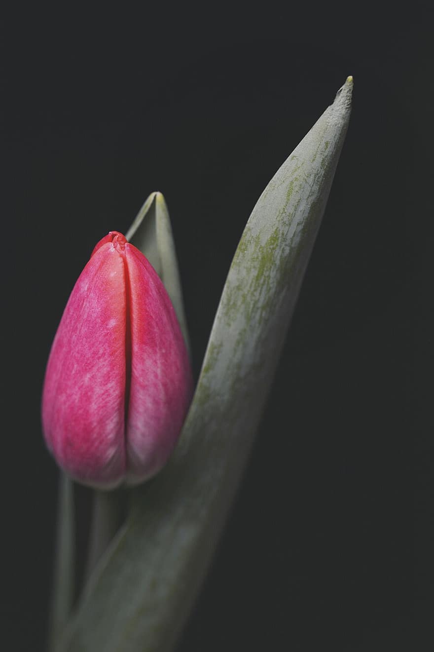 Tulip, Flower, Pink Tulip, Blossoming, Blooming, Flora, Floriculture, Horticulture, Botany, Nature, Single