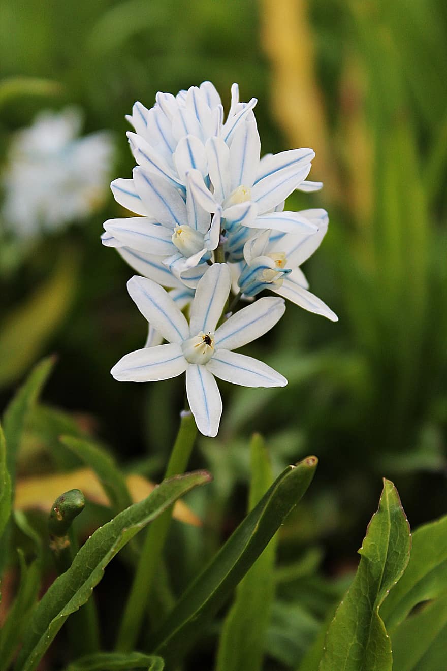 Star Hyacinth, Flowers, Plant, Petals, White Flowers, Leaves, Spring Flowers, Beginning Of Spring, Spring, Bloom, Blossom