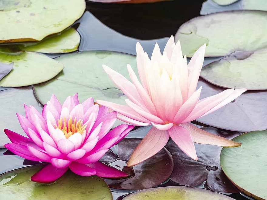 Water Lily, Flowers, Plant, Pond, Nymphaea, Pink Flowers, Petals, Bloom, Lily Pads, Leaves, Aquatic Plant