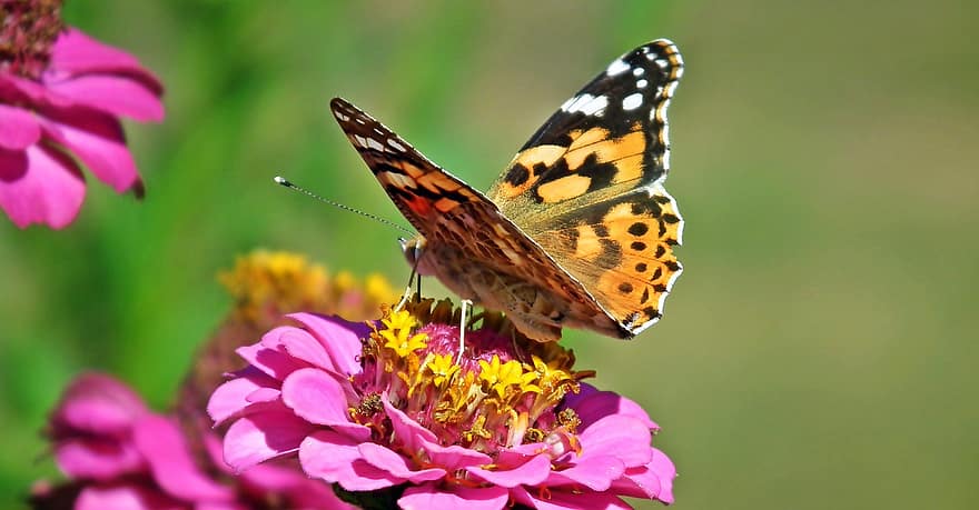 kupu-kupu, serangga, bunga-bunga, zinnia, sayap, musim panas, taman, merapatkan, multi-warna, bunga, warna hijau