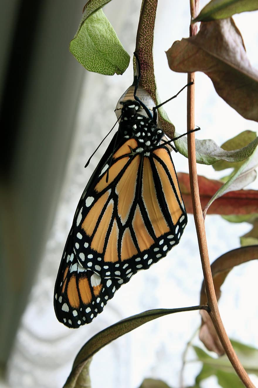 novorozený, motýl, hmyz, motýl monarcha, křídla, zvíře, Novorozený motýl, kuklu, rostlina, detailní