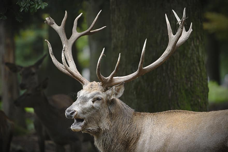 Deer, Antlers, Hirsch, Animal, Ruminant, Mammal, Cervidae, Trees, Woods, Woodlands, Forest