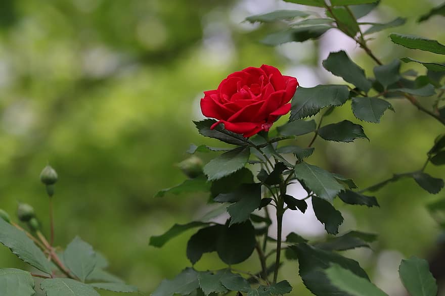 rosa, rosa rossa, fiore rosso, fiore, primavera, giardino, fiorire, foglia, pianta, estate, avvicinamento