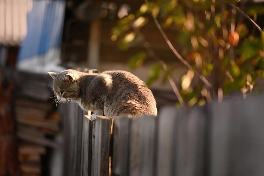 Cat, Fence, Wooden, Kitty, Kitten, Feline, Pet, Cat On Fence, Wooden Fence, Demarcation, Neighbor's Cat