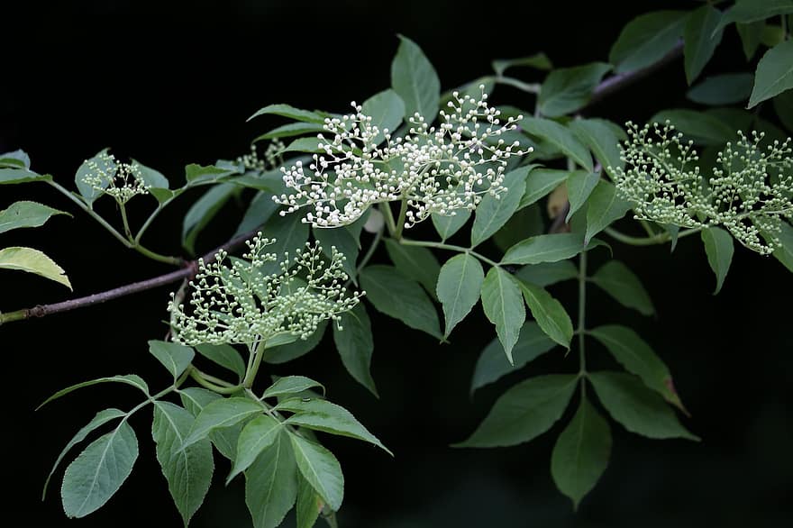 bzu czarnego, sambucus nigra, białe kwiaty, roślina, drzewo, Natura