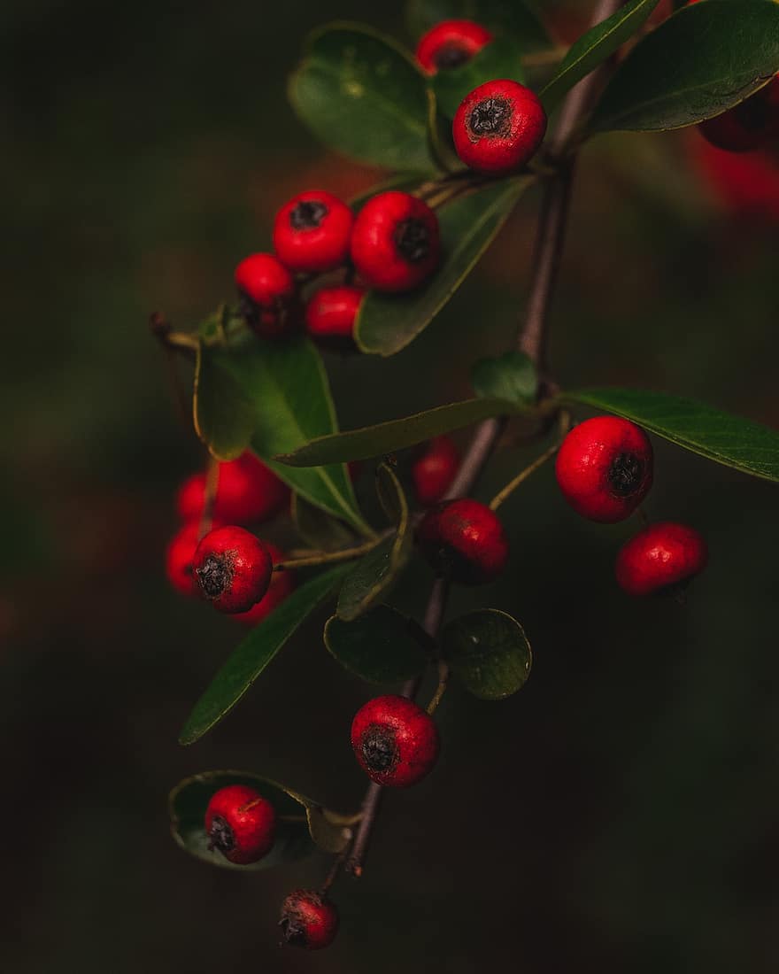 Berry, Fruit, Branch, Tree, Plant, Red Berry, Christmas Berry, Nature, Macro, Closeup, Natale