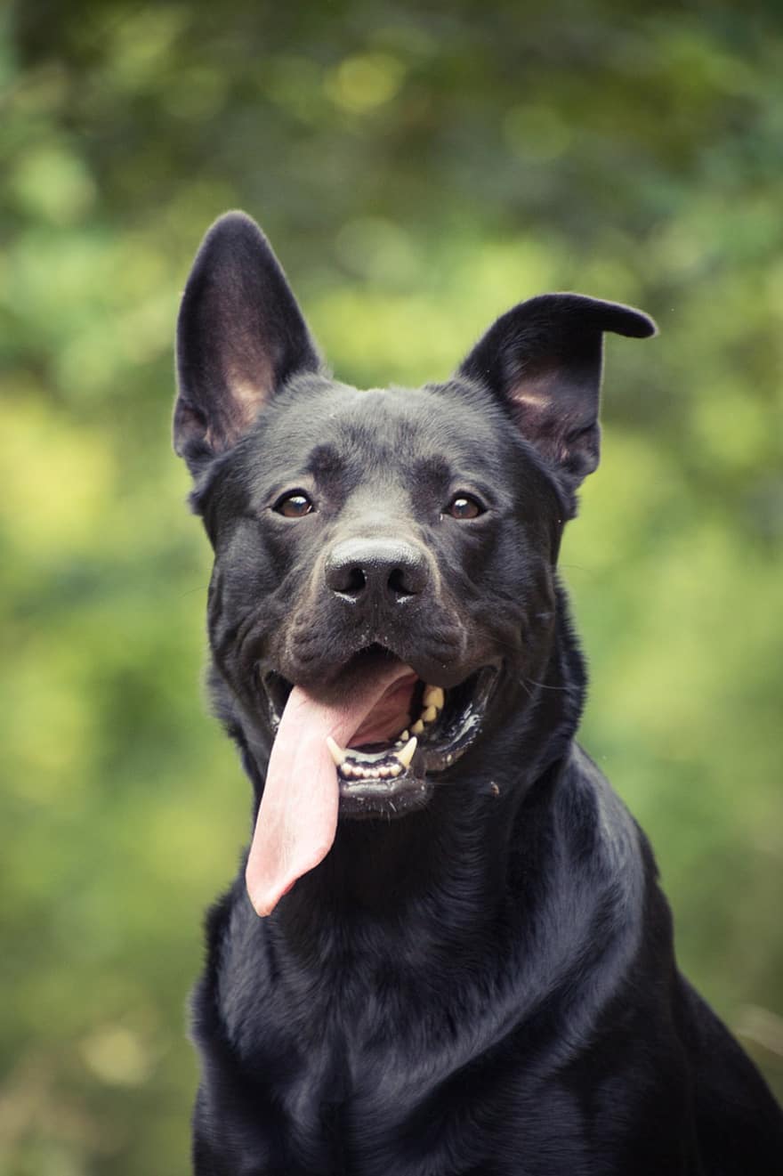 német Sheprador, fekete kutya, kutya, állat, tépőfog, hazai kutya, házi kedvenc, emlős, aranyos