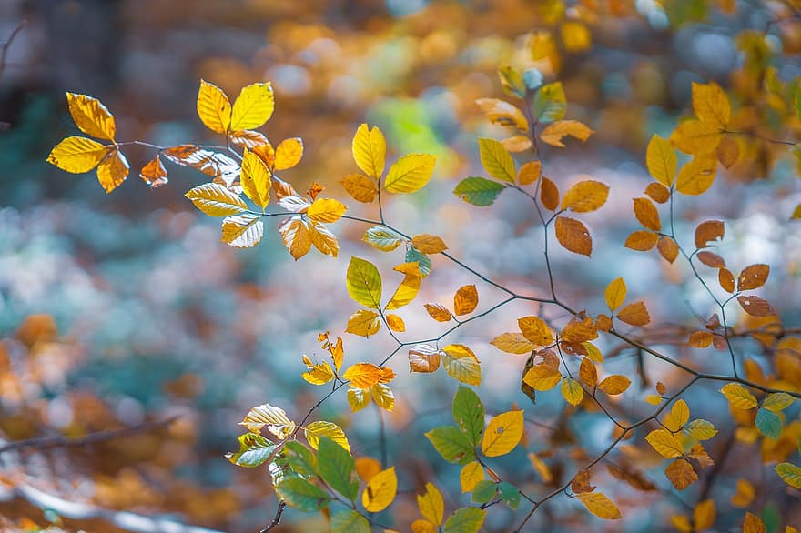 秋、枝、葉、紅葉、秋の季節、落葉、色落ち