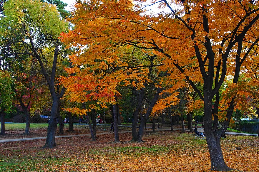 fák, őszi levelek, ősz, levél növényen, fa, sárga, évszak, erdő, október, többszínű, színek