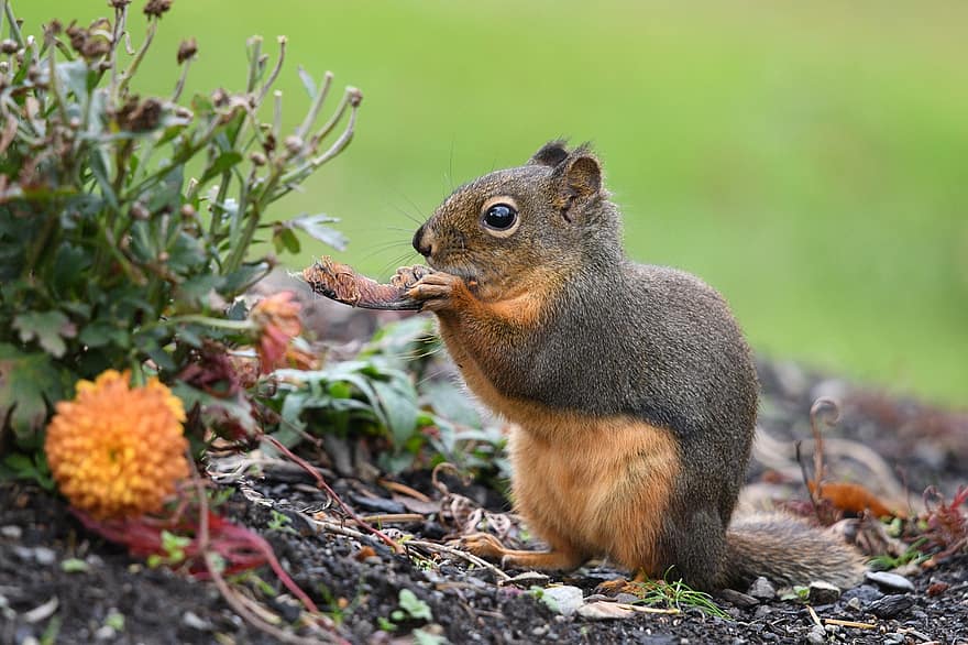 Esquirol Douglas, animal, menjar, rosegador, esquirol, mamífer, vida salvatge, fauna