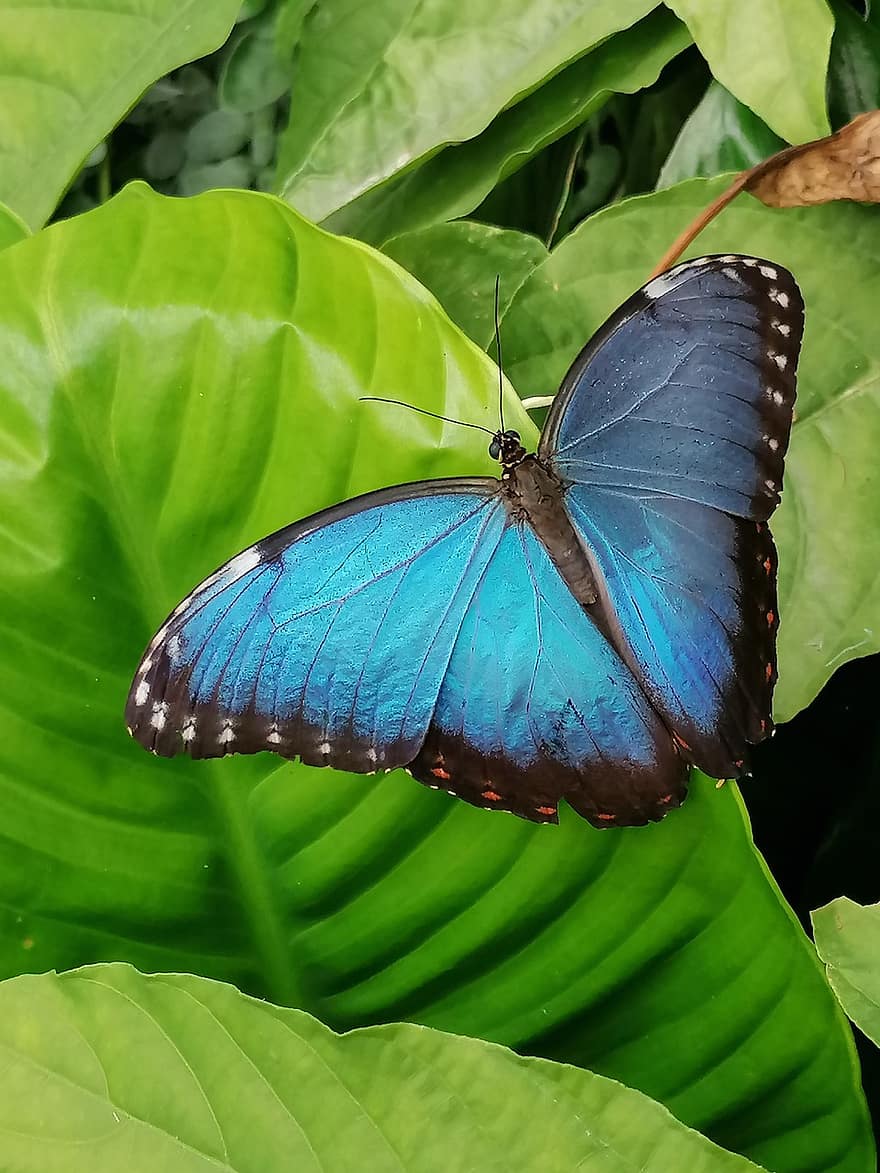 morfo azul, mariposa, hoja, insecto, alas, animal, planta, jardín, naturaleza, de cerca