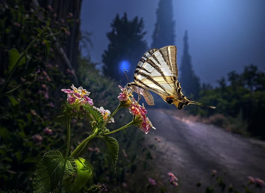 knappe swallowtail, sommerfugl, blomster, iphiclides podalirius, Lepidoptera, insekt, vinger, dyr, pollinering, dyr verden, magisk