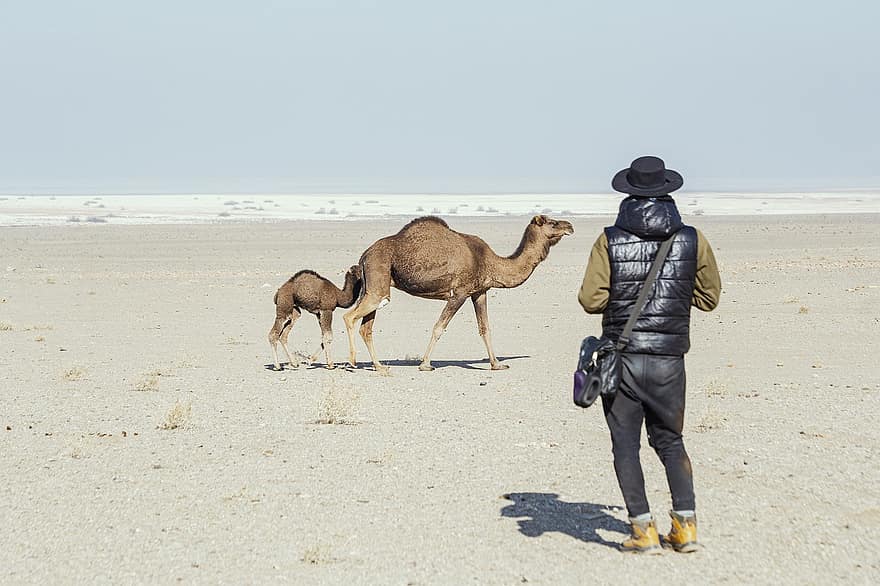 wielbłądy, Pustynia Maranjab, Iran, pustynia, atrakcja turystyczna, Zwierząt, turysta, turystyka, podróżować, Natura