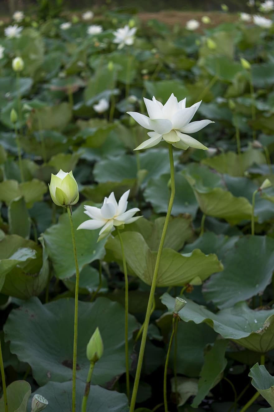 lotus, blomma, Lotus blomma, vit blomma, kronblad, vita kronblad, vattenväxter, flora, blad, växt, blomhuvud