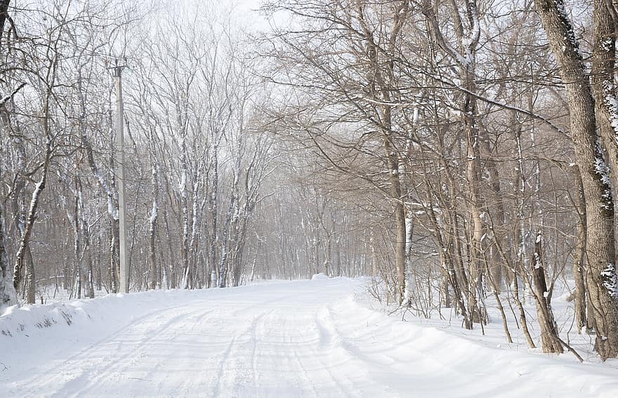 faixa, rodovia, congeladas, geada, floresta, natureza, silêncio, solidão, nevasca, frio, névoa