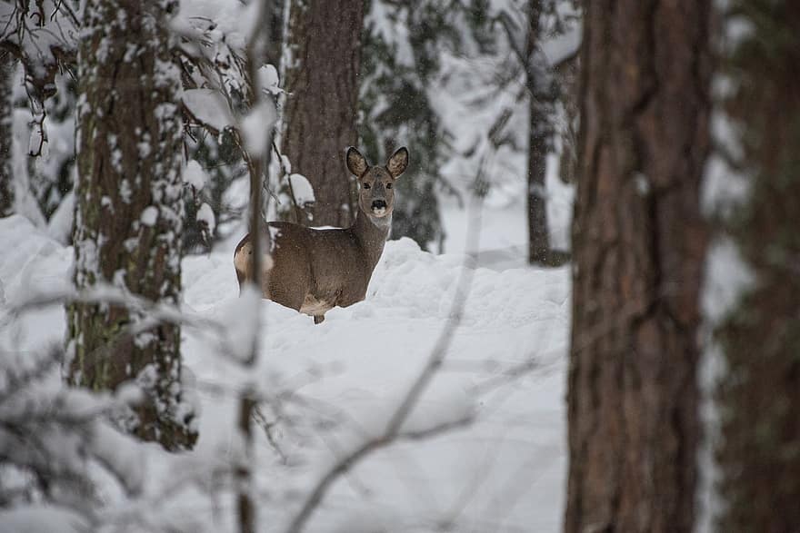鹿、雪、哺乳類、木、森林、野生動物、自然、動物、冬、松、野生の動物