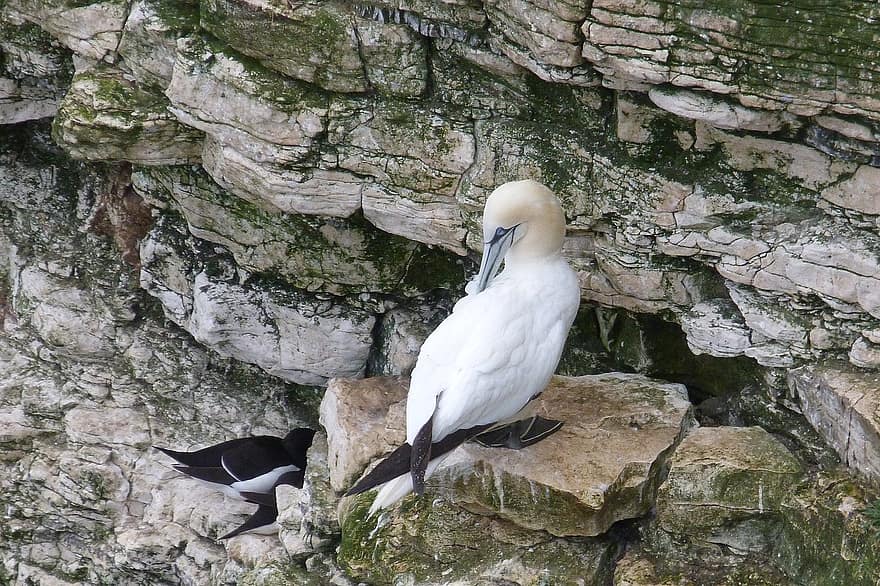gannet, το πρόσωπο του βράχου, περιποίηση, yorkshire, φύση, πουλί