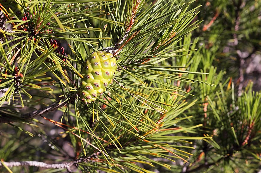 Pinecone, Branches, Leaves, Needles, Tree, Conifers, Forest