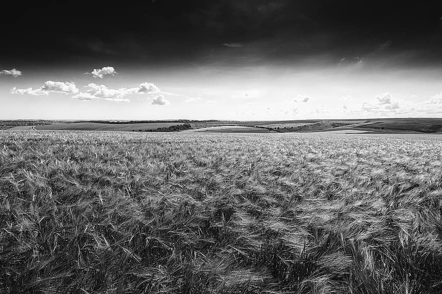 Nature, Field, Rural, Countryside, Outdoors, Monochrome, Black And White, Corn Field
