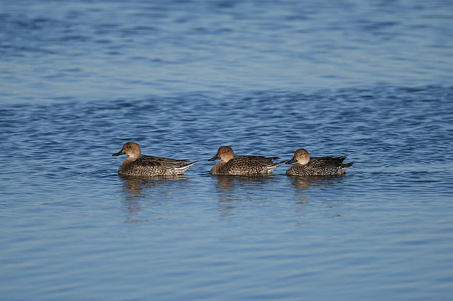 Northern Pintail Ducks, ender, vading, waterfowls, vannfugler, innsjø, ave, avian, ornitologi, fugletitting, dyr