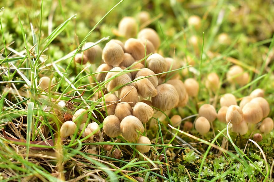 svamp, miniatyr-, små, mikro, svampar, natur, naturlig, mycket liten, gräs, tillväxt, morgon-