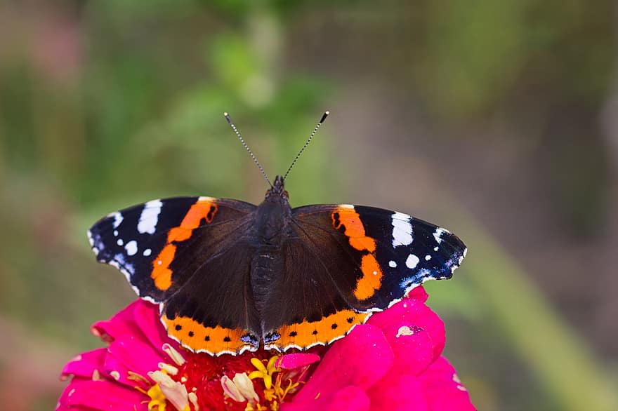 kupu-kupu laksamana merah, kupu-kupu, bunga, serangga, sayap, menanam, alam, merapatkan, multi-warna, makro, musim panas