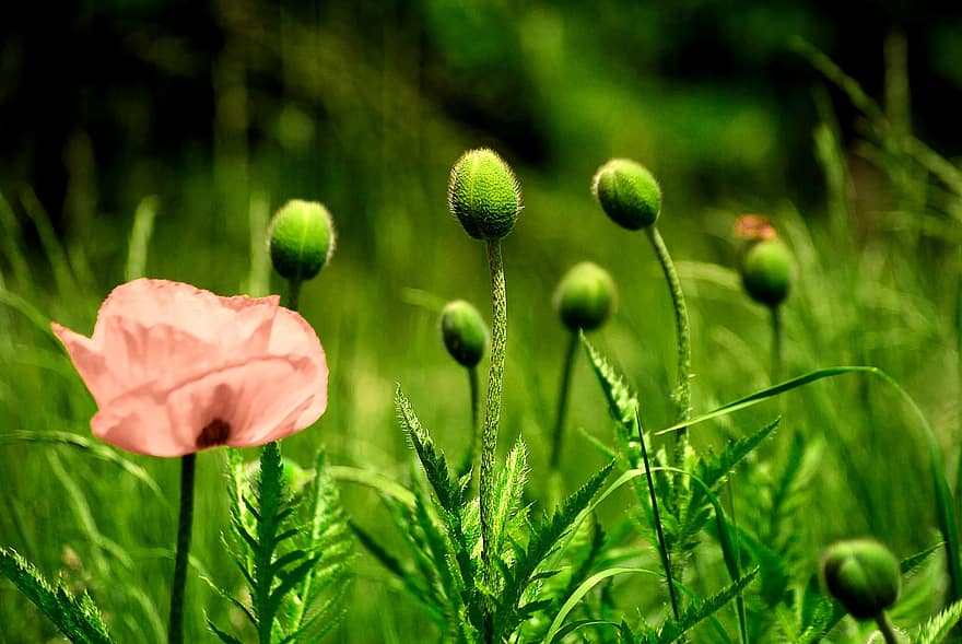 kuncup bunga, opium, padang rumput, tanaman, alam, rumput, taman, berkembang, flora, warna hijau, menanam