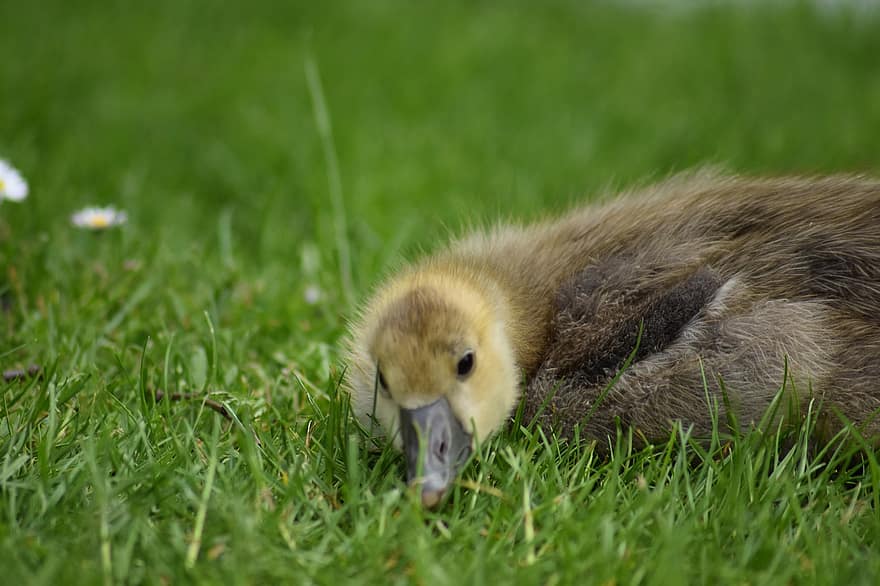 Bird, Chick, Goose, Infant, Animal Children, Wildlife, Nature, Waterfowl, grass, beak, cute