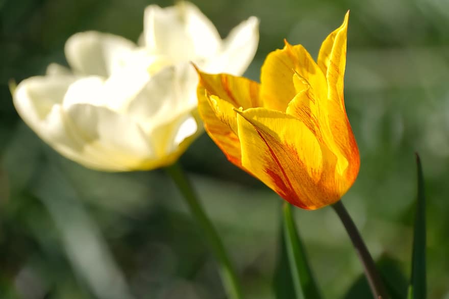 Tulpen, Blume, Blüten, orange Tulpe, orangene Blume, Frühlingsblumen, Gelb, Pflanze, Sommer-, Nahansicht, Blütenkopf