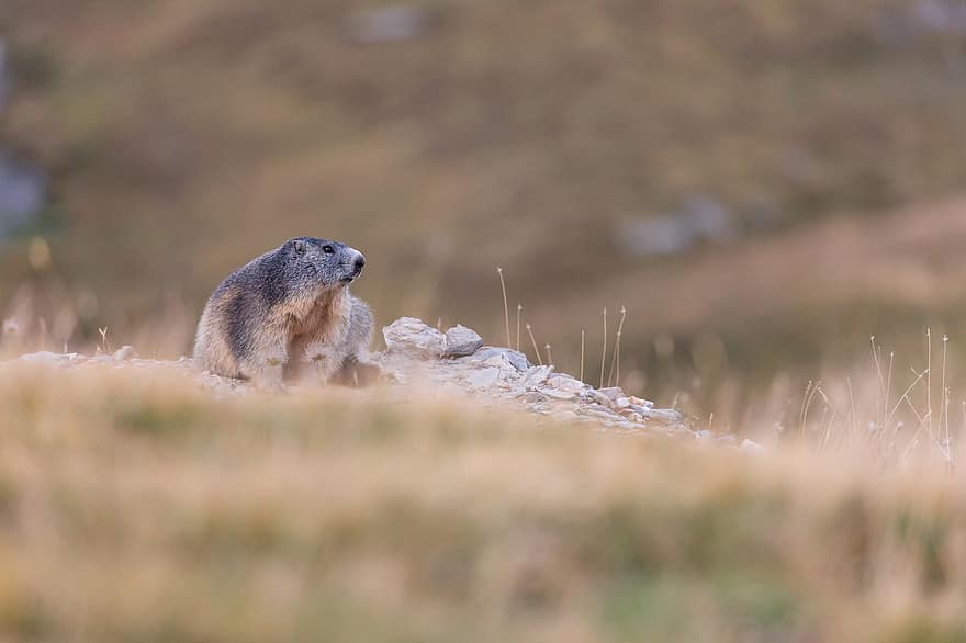 alpine marmot, animal, Munte, bokeh, marmota, rozător, mamifer, animale sălbatice, faună, pustie