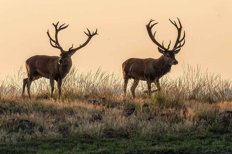 Hirsch, Red Deer, Antlers, Animals, Forest