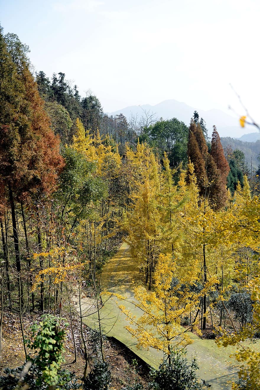 ธรรมชาติ, ต้นไม้, ฤดูใบไม้ร่วง, ฤดู, ตก, เฉิงตู, Dujiangyan, Hongkou, ป่า, สีเหลือง, ภูมิประเทศ