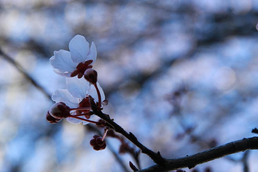 Blossoms, Flowers, Tree, Petals, Buds, Branches, Bloom, Nature, close-up, branch, flower