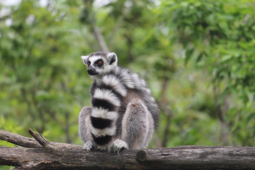 lemur, dyr, gren, ring-tailed lemur, pattedyr, primat, dyreliv, fauna, villmark