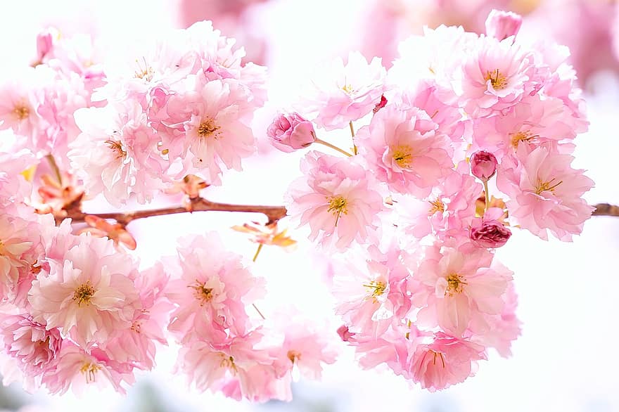 Flores de cerezo, las flores, pétalos, rosado, rama, color rosa, flor, de cerca, planta, pétalo, primavera