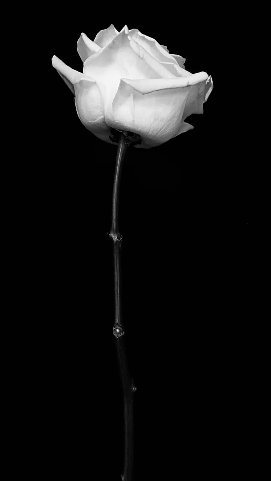 květ, růže, bílá květina, Příroda, rostlina, jediný květ, okvětní lístek, detail, květu hlavy, černé pozadí, jeden objekt